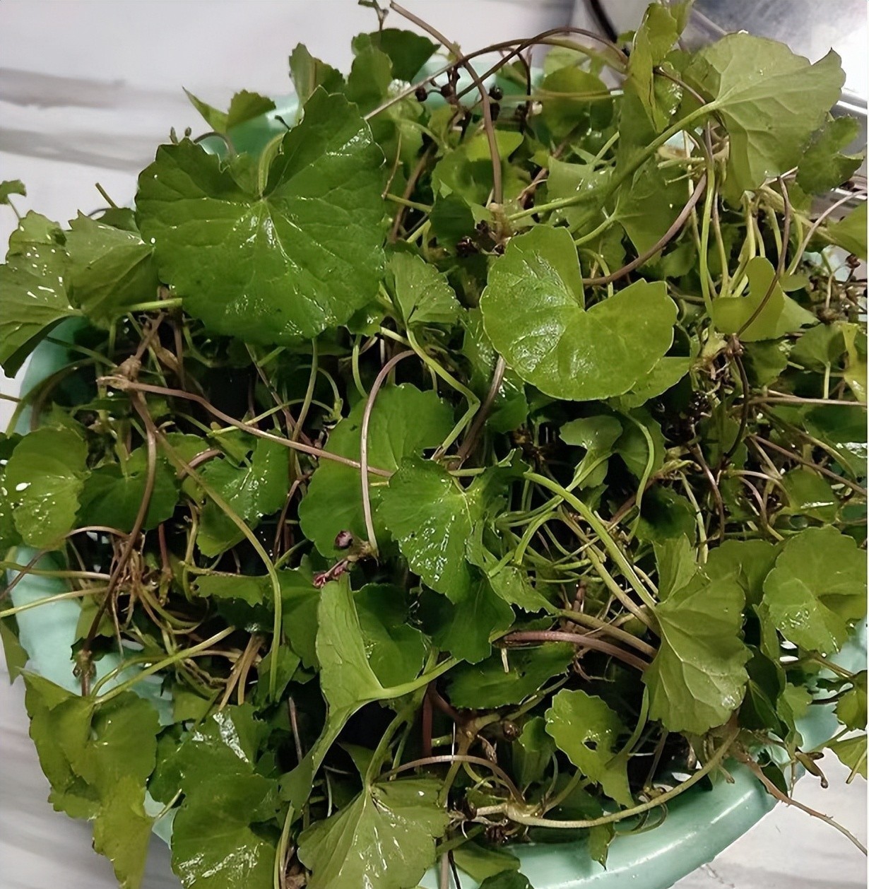 4 Món ăn thanh nhiệt cơ thể từ rau má giúp bổ gan và cải thiện thị lực - Ảnh 1. 4 Món ăn thanh nhiệt cơ thể từ rau má giúp bổ gan và cải thiện thị lực - Ảnh 1.