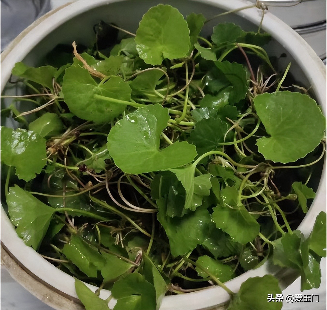 4 Món ăn thanh nhiệt cơ thể từ rau má giúp bổ gan và cải thiện thị lực - Ảnh 5. 4 Món ăn thanh nhiệt cơ thể từ rau má giúp bổ gan và cải thiện thị lực - Ảnh 5.