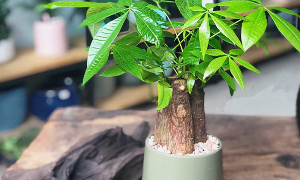 3 cây nở hoa là phúc lộc song hành, vận đỏ ghé thăm: Chúc mừng nhà nào sở hữu- Ảnh 2.