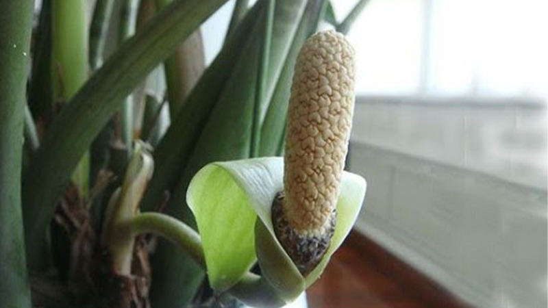 3 cây nở hoa là phúc lộc song hành, vận đỏ ghé thăm: Chúc mừng nhà nào sở hữu- Ảnh 1.