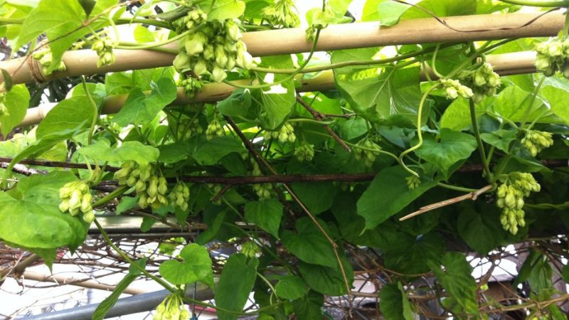 4 loại cây phổ biến ở Việt Nam dễ thu hút rắn vào nhà cần tránh - Ảnh 1. 4 loại cây phổ biến ở Việt Nam dễ thu hút rắn vào nhà cần tránh - Ảnh 1.