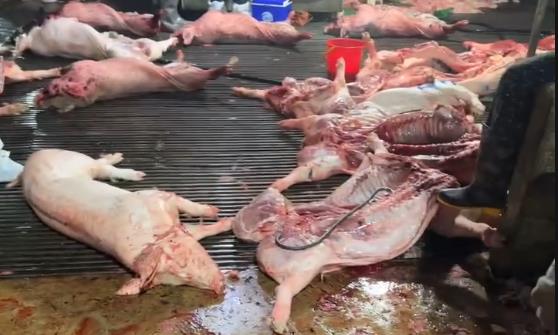 Khởi tố Giám đốc doanh nghiệp và hàng loạt cán bộ vi phạm quy định môi trường - Ảnh 9. Khởi tố Giám đốc doanh nghiệp và hàng loạt cán bộ vi phạm quy định môi trường - Ảnh 9.