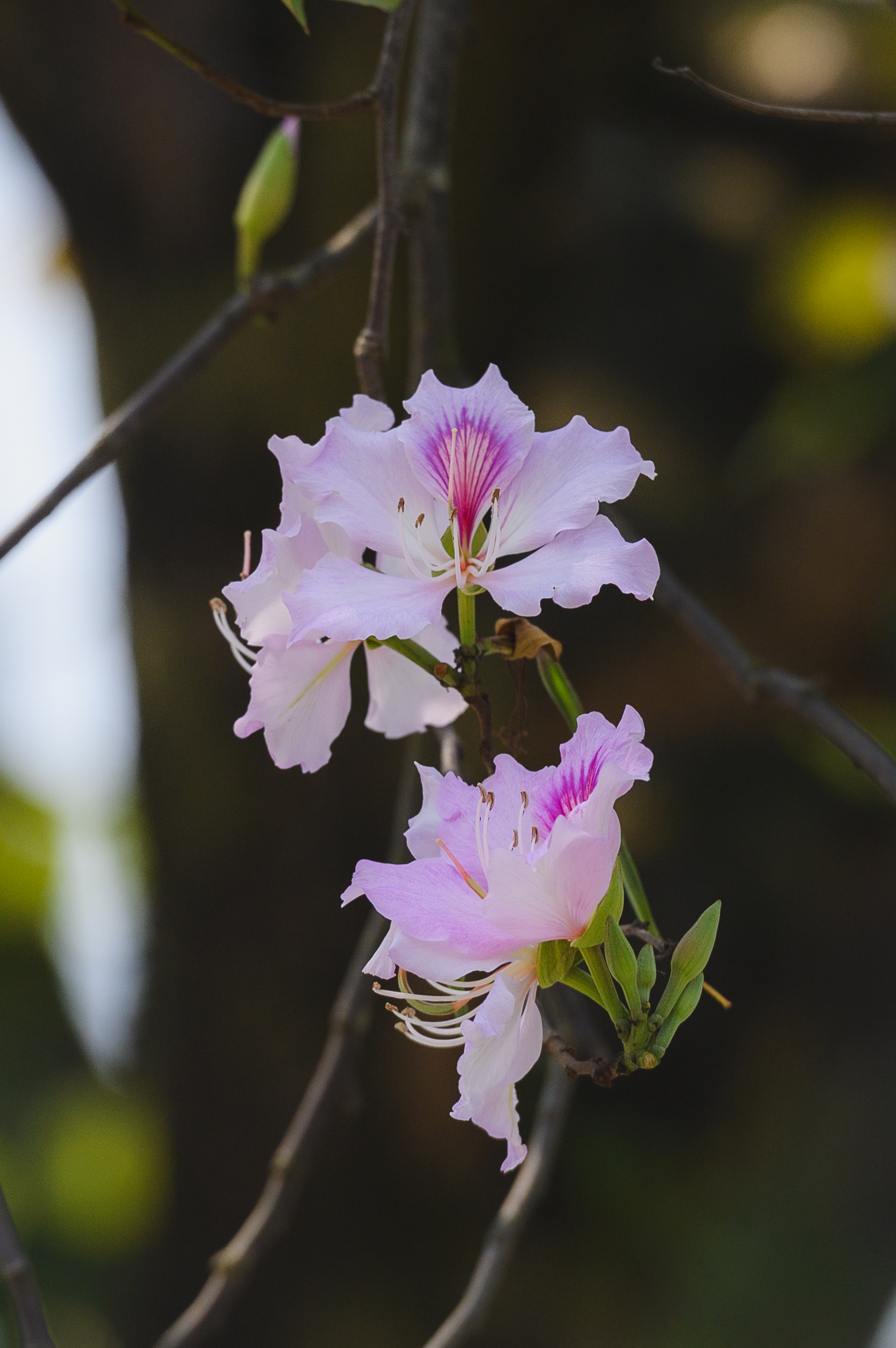 Tháng Giêng Hà Nội rực rỡ hoa nở , trải nghiệm sống tuyệt vời mùa xuân 2026 - Ảnh 10. Tháng Giêng Hà Nội rực rỡ hoa nở , trải nghiệm sống tuyệt vời mùa xuân 2026 - Ảnh 10.
