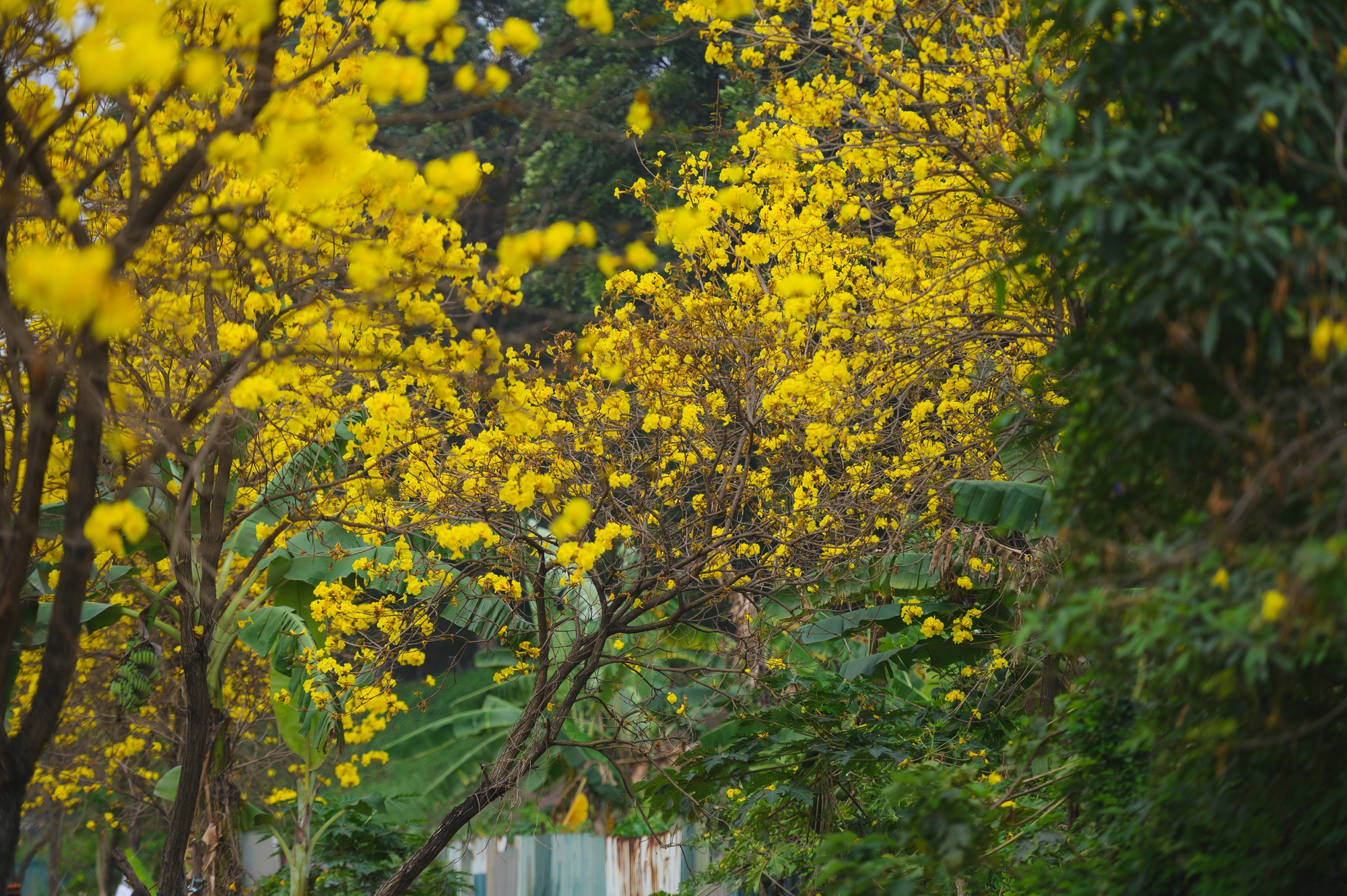 Tháng Giêng Hà Nội rực rỡ hoa nở , trải nghiệm sống tuyệt vời mùa xuân 2026 - Ảnh 13. Tháng Giêng Hà Nội rực rỡ hoa nở , trải nghiệm sống tuyệt vời mùa xuân 2026 - Ảnh 13.