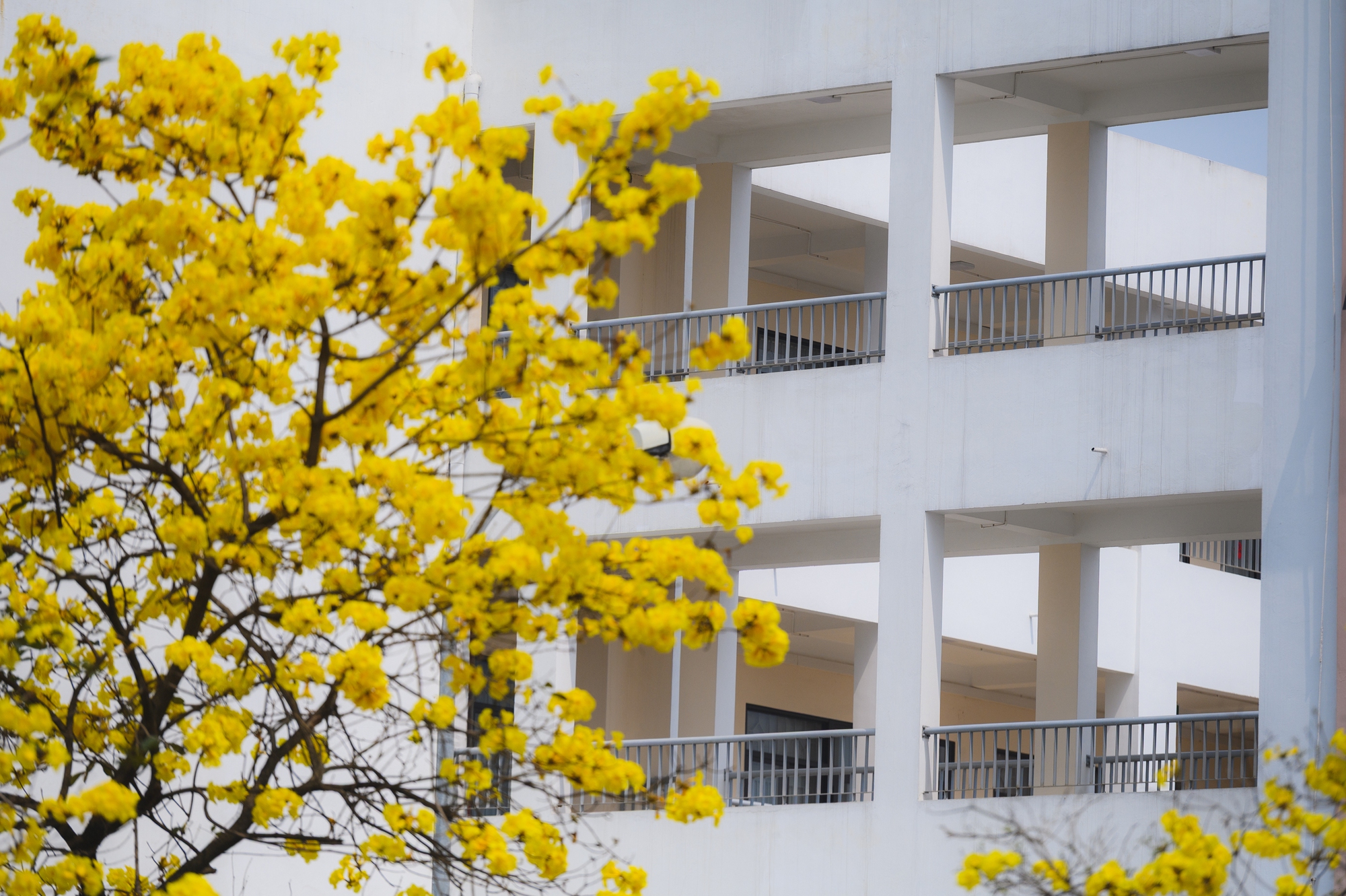 Tháng Giêng Hà Nội rực rỡ hoa nở , trải nghiệm sống tuyệt vời mùa xuân 2026 - Ảnh 14. Tháng Giêng Hà Nội rực rỡ hoa nở , trải nghiệm sống tuyệt vời mùa xuân 2026 - Ảnh 14.