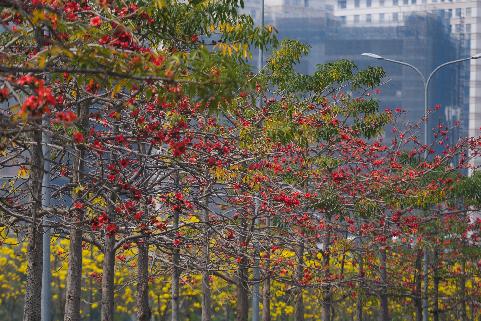 Tháng Giêng Hà Nội rực rỡ hoa nở , trải nghiệm sống tuyệt vời mùa xuân 2026 - Ảnh 16. Tháng Giêng Hà Nội rực rỡ hoa nở , trải nghiệm sống tuyệt vời mùa xuân 2026 - Ảnh 16.