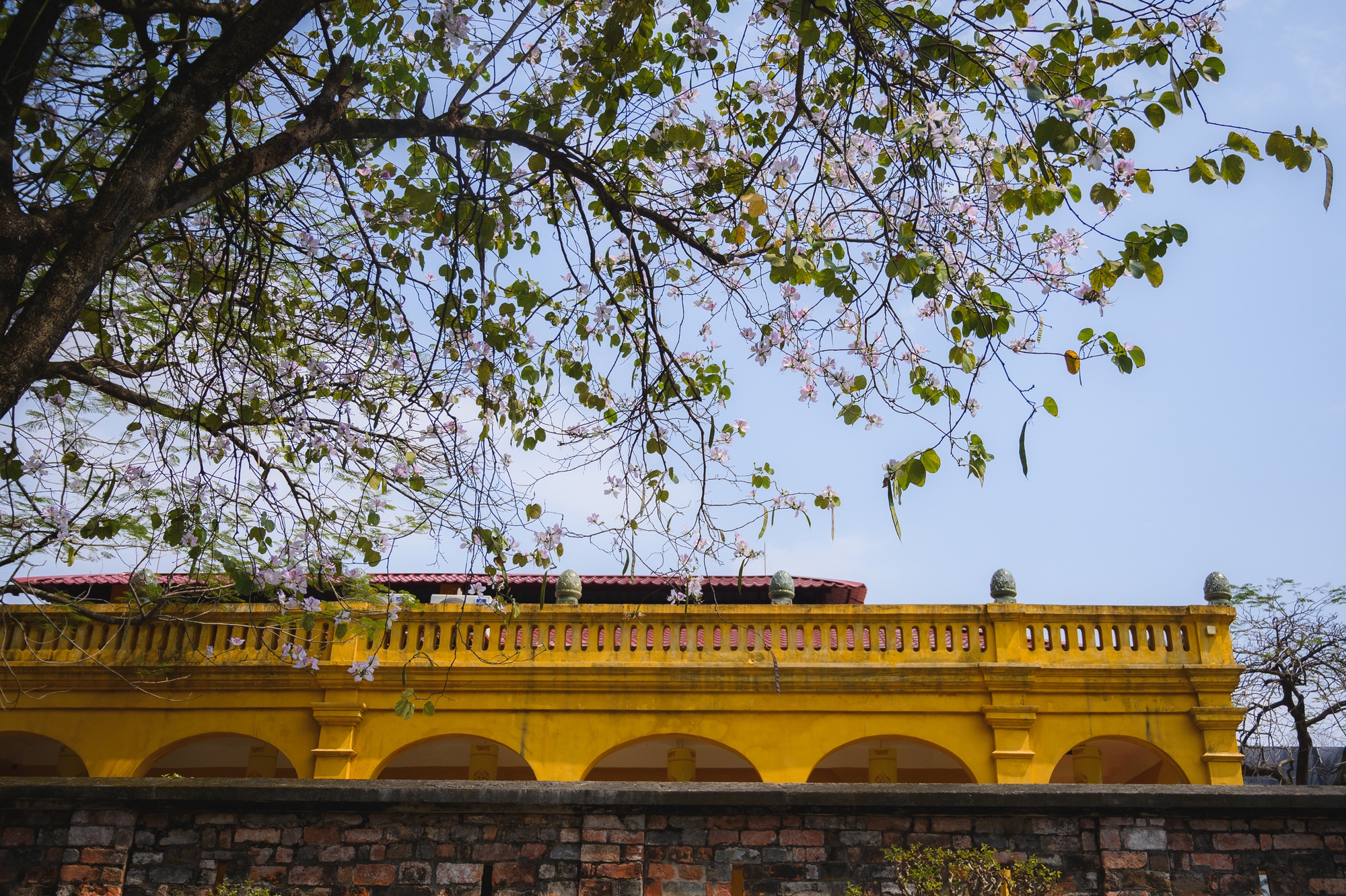 Tháng Giêng Hà Nội rực rỡ hoa nở , trải nghiệm sống tuyệt vời mùa xuân 2026 - Ảnh 5. Tháng Giêng Hà Nội rực rỡ hoa nở , trải nghiệm sống tuyệt vời mùa xuân 2026 - Ảnh 5.