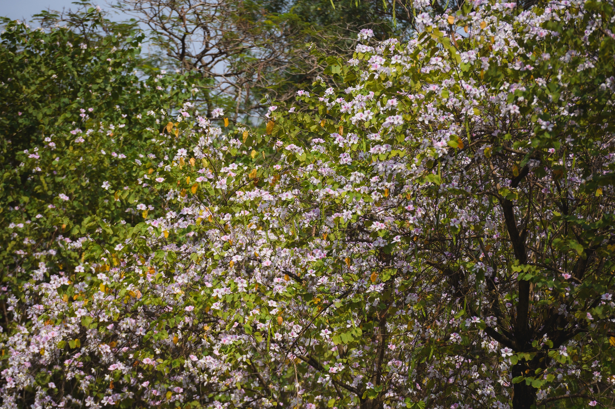Tháng Giêng Hà Nội rực rỡ hoa nở , trải nghiệm sống tuyệt vời mùa xuân 2026 - Ảnh 6. Tháng Giêng Hà Nội rực rỡ hoa nở , trải nghiệm sống tuyệt vời mùa xuân 2026 - Ảnh 6.