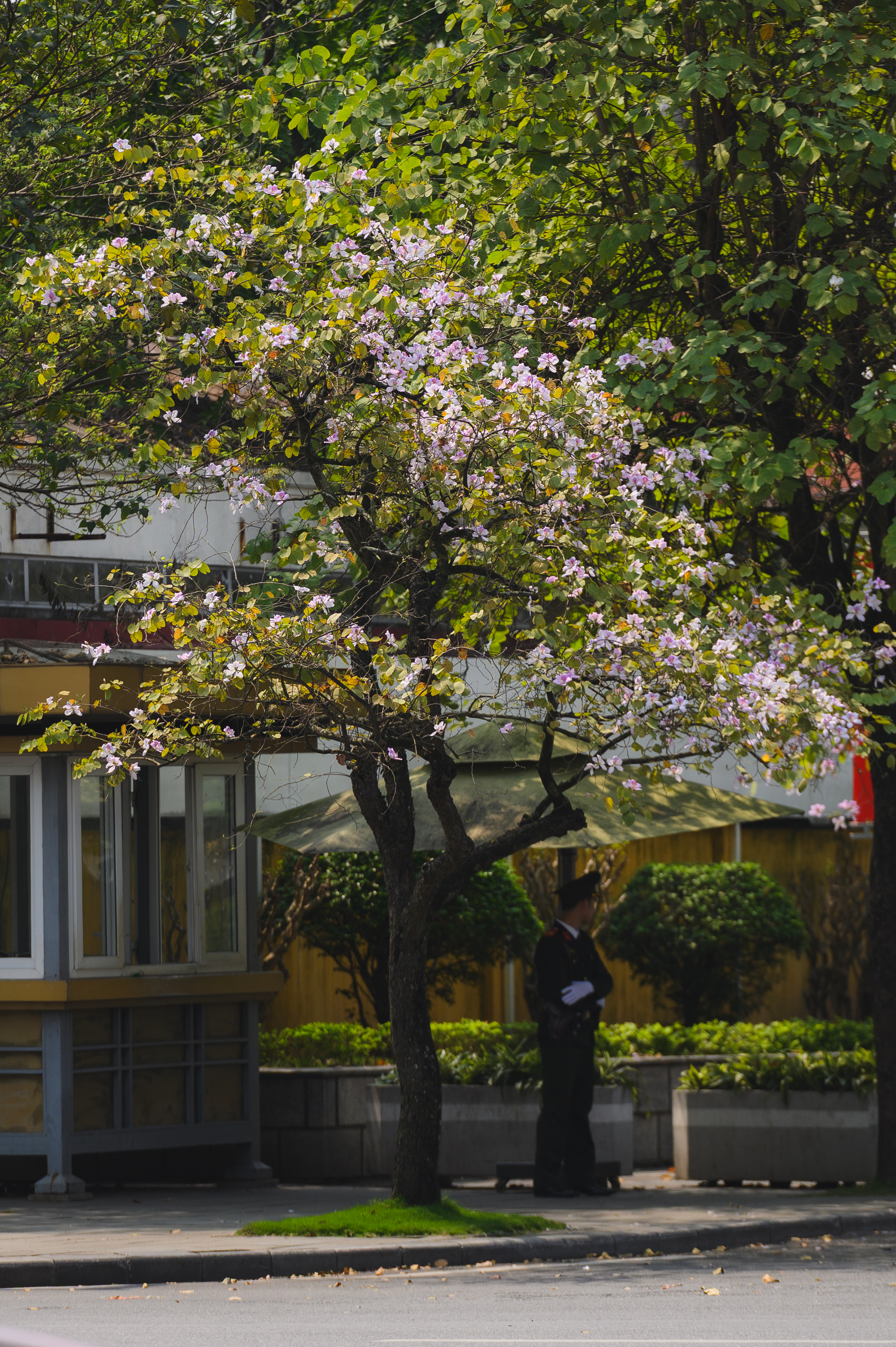 Tháng Giêng Hà Nội rực rỡ hoa nở , trải nghiệm sống tuyệt vời mùa xuân 2026 - Ảnh 9. Tháng Giêng Hà Nội rực rỡ hoa nở , trải nghiệm sống tuyệt vời mùa xuân 2026 - Ảnh 9.