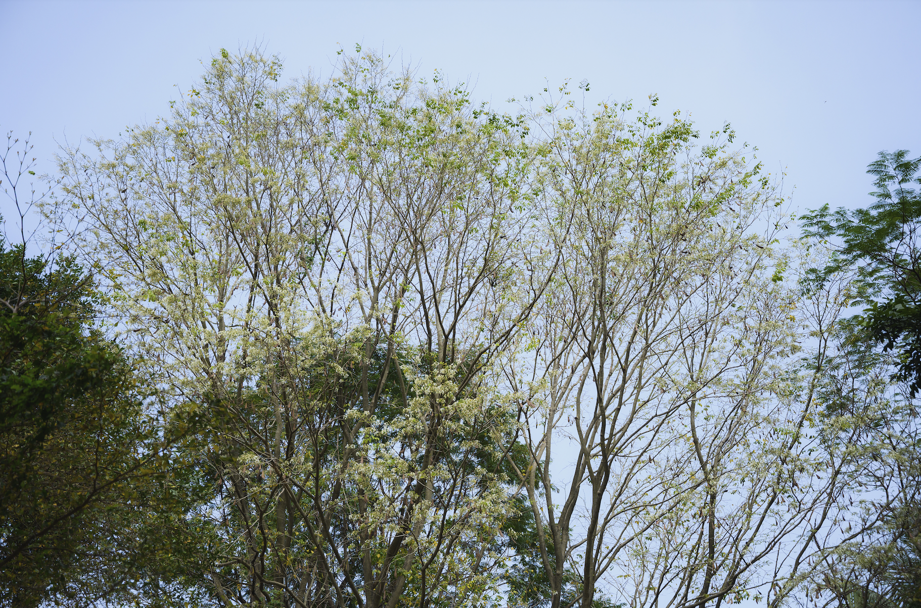 Tháng Giêng Hà Nội rực rỡ hoa nở , trải nghiệm sống tuyệt vời mùa xuân 2026 - Ảnh 2. Tháng Giêng Hà Nội rực rỡ hoa nở , trải nghiệm sống tuyệt vời mùa xuân 2026 - Ảnh 2.