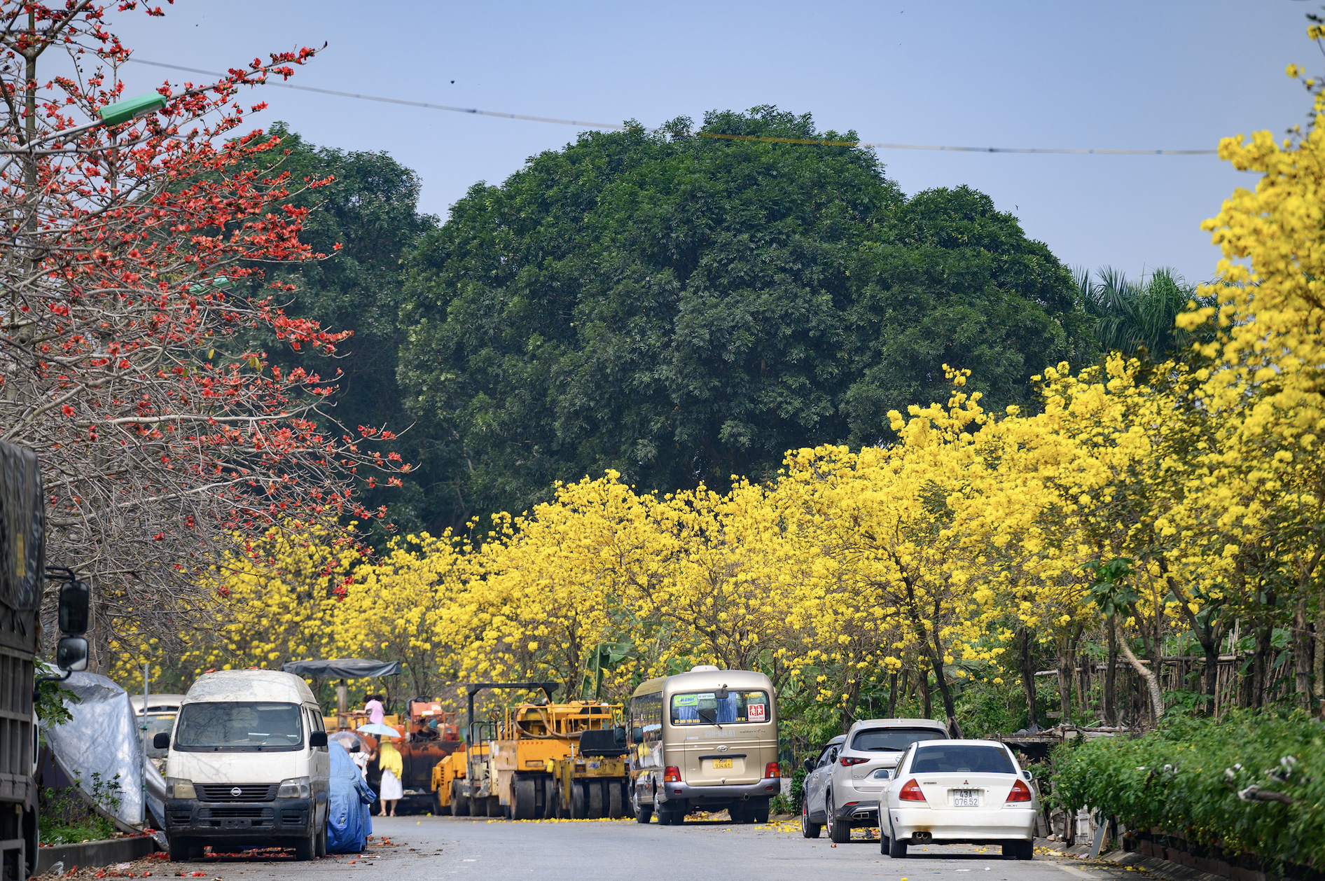 Tháng Giêng Hà Nội rực rỡ hoa nở , trải nghiệm sống tuyệt vời mùa xuân 2026 - Ảnh 15. Tháng Giêng Hà Nội rực rỡ hoa nở , trải nghiệm sống tuyệt vời mùa xuân 2026 - Ảnh 15.