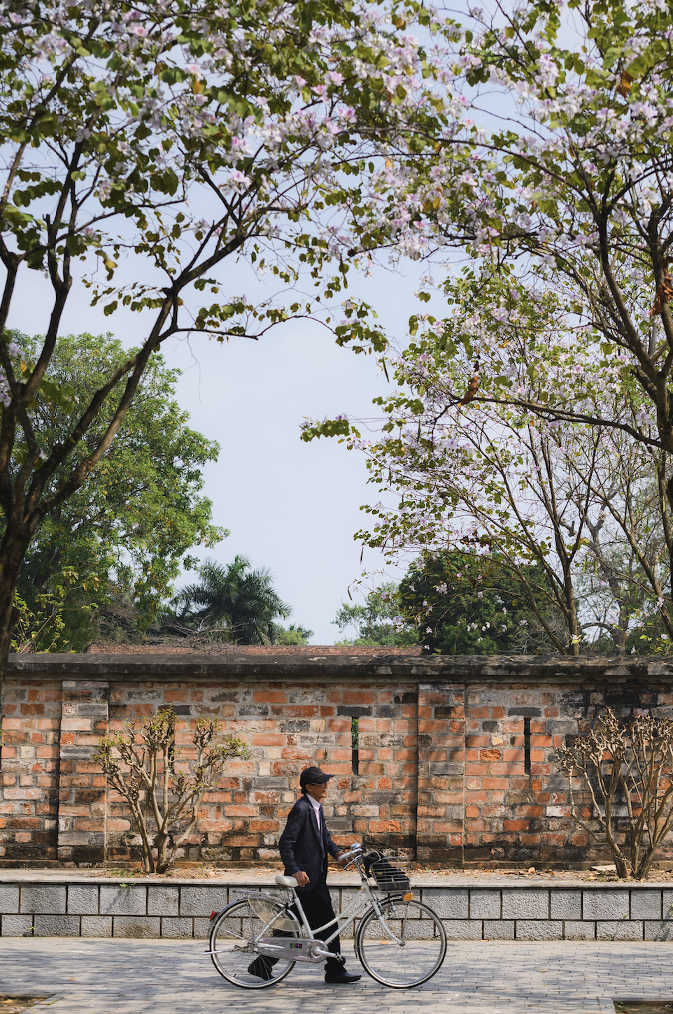 Tháng Giêng Hà Nội rực rỡ hoa nở , trải nghiệm sống tuyệt vời mùa xuân 2026 - Ảnh 8. Tháng Giêng Hà Nội rực rỡ hoa nở , trải nghiệm sống tuyệt vời mùa xuân 2026 - Ảnh 8.