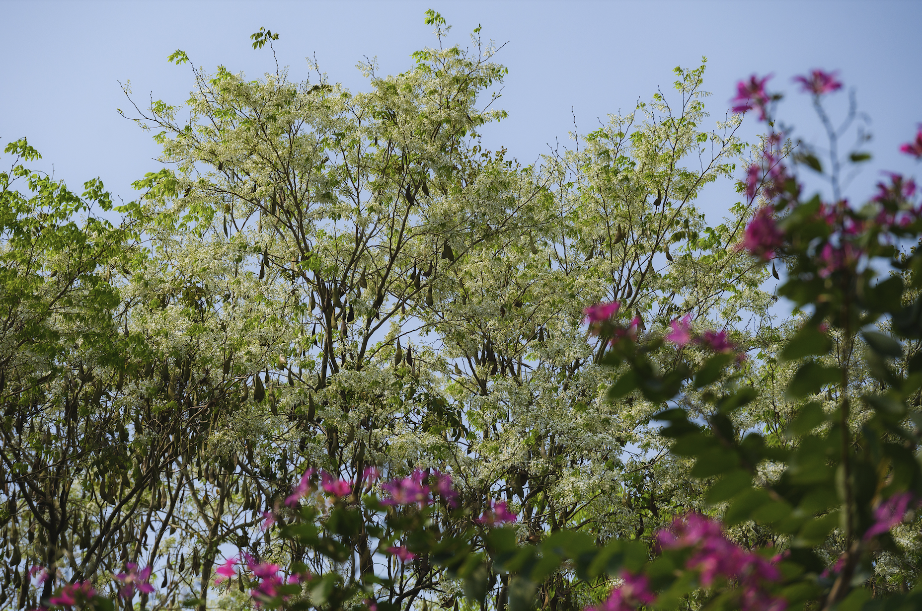 Tháng Giêng Hà Nội rực rỡ hoa nở , trải nghiệm sống tuyệt vời mùa xuân 2026 - Ảnh 11. Tháng Giêng Hà Nội rực rỡ hoa nở , trải nghiệm sống tuyệt vời mùa xuân 2026 - Ảnh 11.