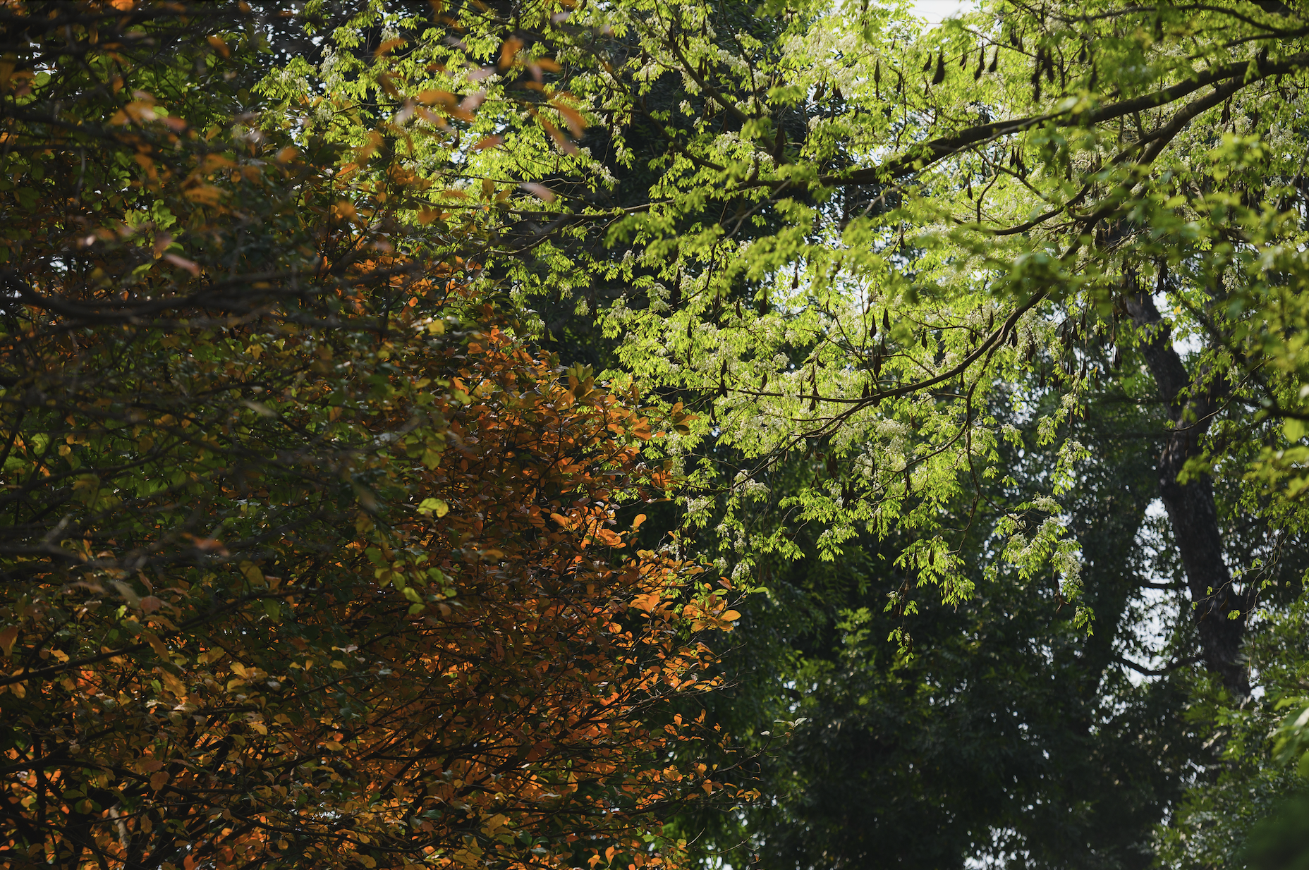 Tháng Giêng Hà Nội rực rỡ hoa nở , trải nghiệm sống tuyệt vời mùa xuân 2026 - Ảnh 12. Tháng Giêng Hà Nội rực rỡ hoa nở , trải nghiệm sống tuyệt vời mùa xuân 2026 - Ảnh 12.