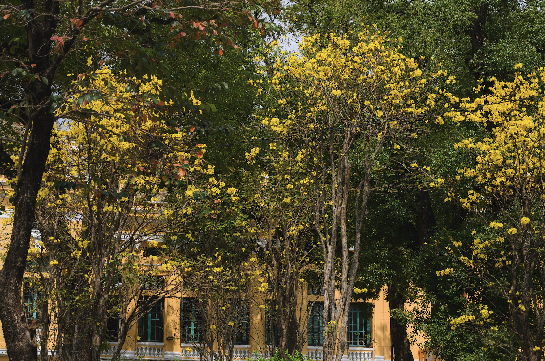 Tháng Giêng Hà Nội rực rỡ hoa nở , trải nghiệm sống tuyệt vời mùa xuân 2026 - Ảnh 17. Tháng Giêng Hà Nội rực rỡ hoa nở , trải nghiệm sống tuyệt vời mùa xuân 2026 - Ảnh 17.