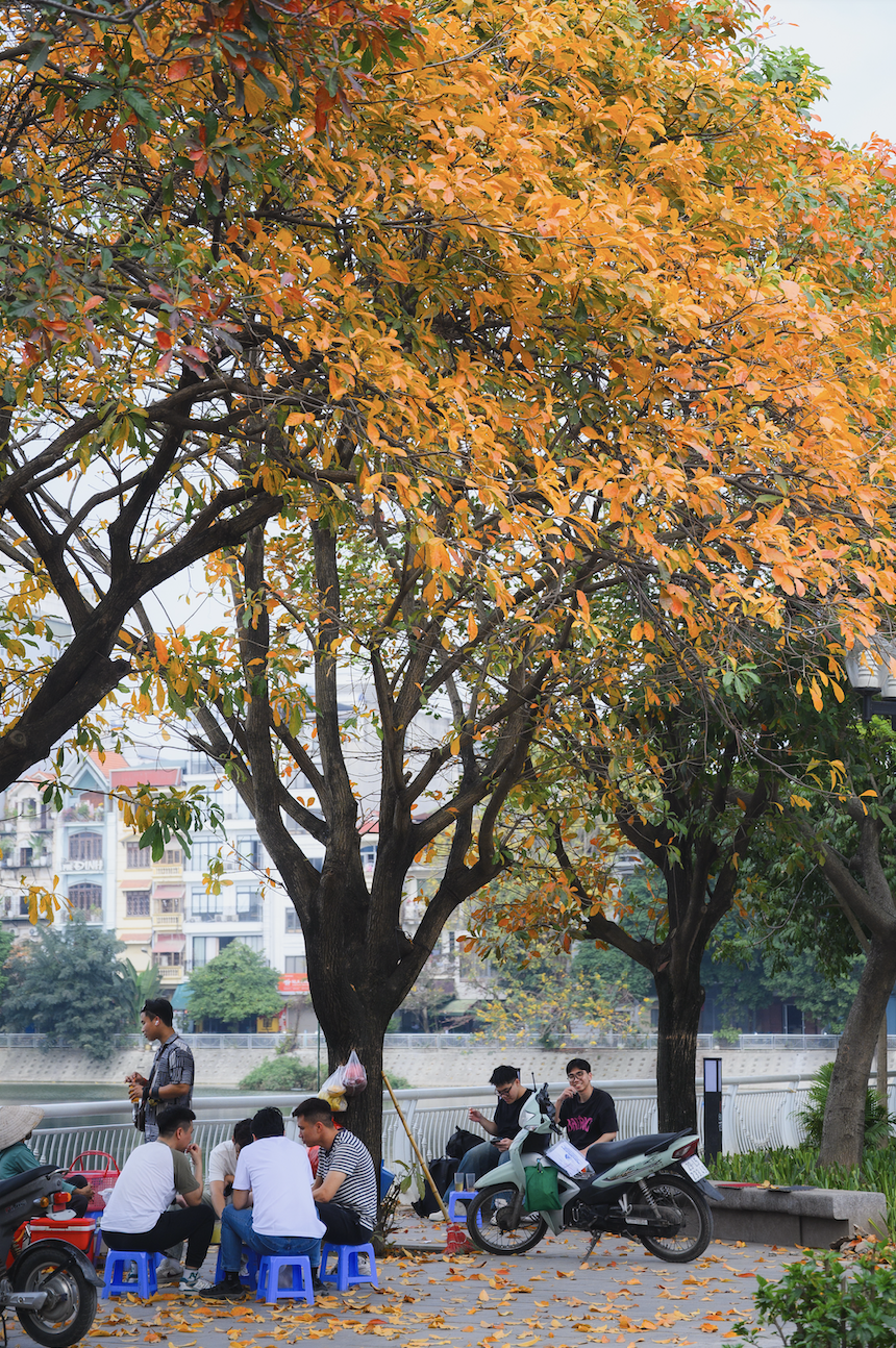 Tháng Giêng Hà Nội rực rỡ hoa nở , trải nghiệm sống tuyệt vời mùa xuân 2026 - Ảnh 18. Tháng Giêng Hà Nội rực rỡ hoa nở , trải nghiệm sống tuyệt vời mùa xuân 2026 - Ảnh 18.