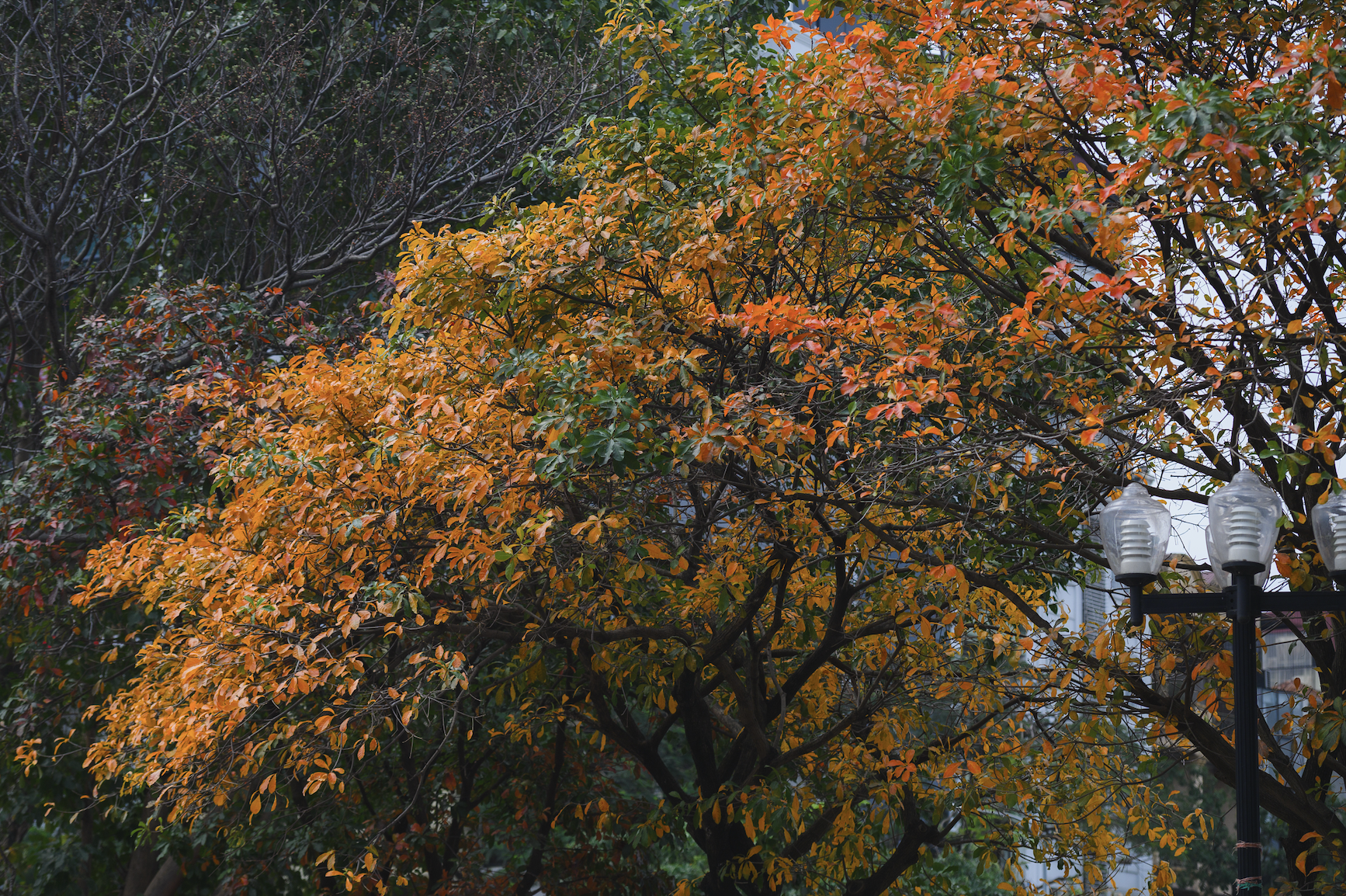 Tháng Giêng Hà Nội rực rỡ hoa nở , trải nghiệm sống tuyệt vời mùa xuân 2026 - Ảnh 24. Tháng Giêng Hà Nội rực rỡ hoa nở , trải nghiệm sống tuyệt vời mùa xuân 2026 - Ảnh 24.