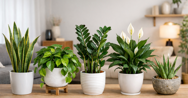 Không gian sống lý tưởng với vật trang trí phòng khách mang vượng khí cho gia đình - Ảnh 1. Không gian sống lý tưởng với vật trang trí phòng khách mang vượng khí cho gia đình - Ảnh 1.