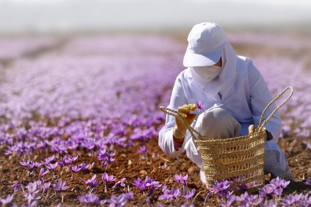 Giá trị nghệ tây Iran - Phát minh thiên niên kỷ tạo ra Vàng đỏ đắt giá nhất thế giới - Ảnh 3.