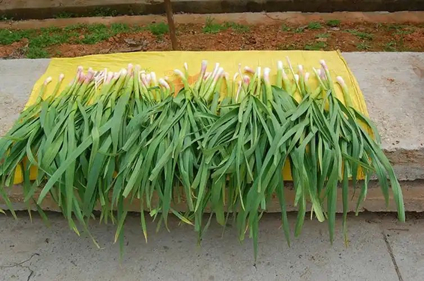 7 Lọai rau ít thuốc trừ sâu cần mua ngay cho bữa ăn an toàn và bổ dưỡng - Ảnh 1. 7 Lọai rau ít thuốc trừ sâu cần mua ngay cho bữa ăn an toàn và bổ dưỡng - Ảnh 1.