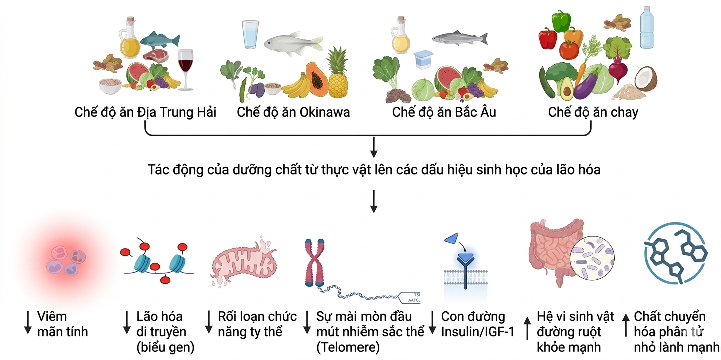 Thực đơn trường thọ của người sống đến 100 tuổi có gì lạ? Nghiên cứu cho thấy 4 chế độ ăn này có thể tăng đáng kể khả năng sống thọ- Ảnh 2.