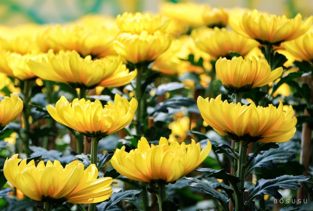 Cảnh báo cho gia đình cắm hoa cúc trên bàn thờ ngày Rằm , mùng 1 năm 2026 - Ảnh 4.