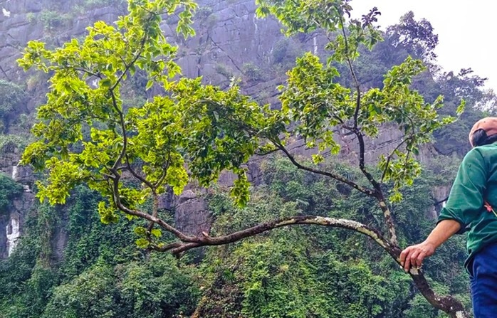 Mật phục bắt ô tô chở 6 cây muội hồng từ trên núi xuống - Ảnh 2.