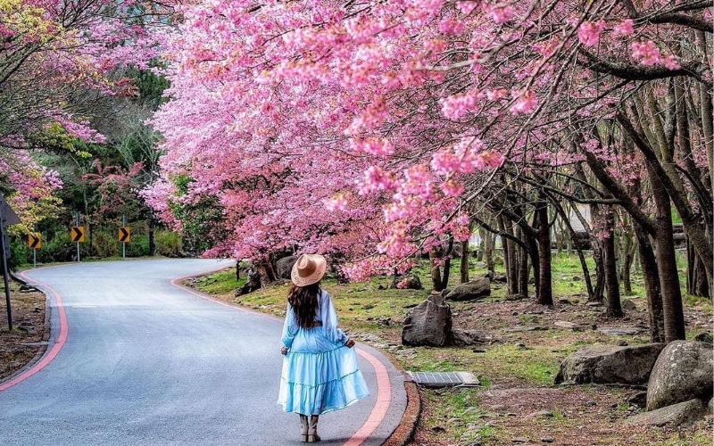 Khám phá điểm đến Alishan: Thiên nhiên và văn hóa chậm rãi tại Đài Loan - Ảnh 2.