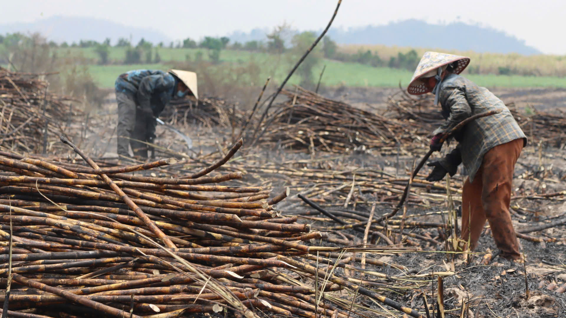 - Ảnh 1. - Ảnh 1.