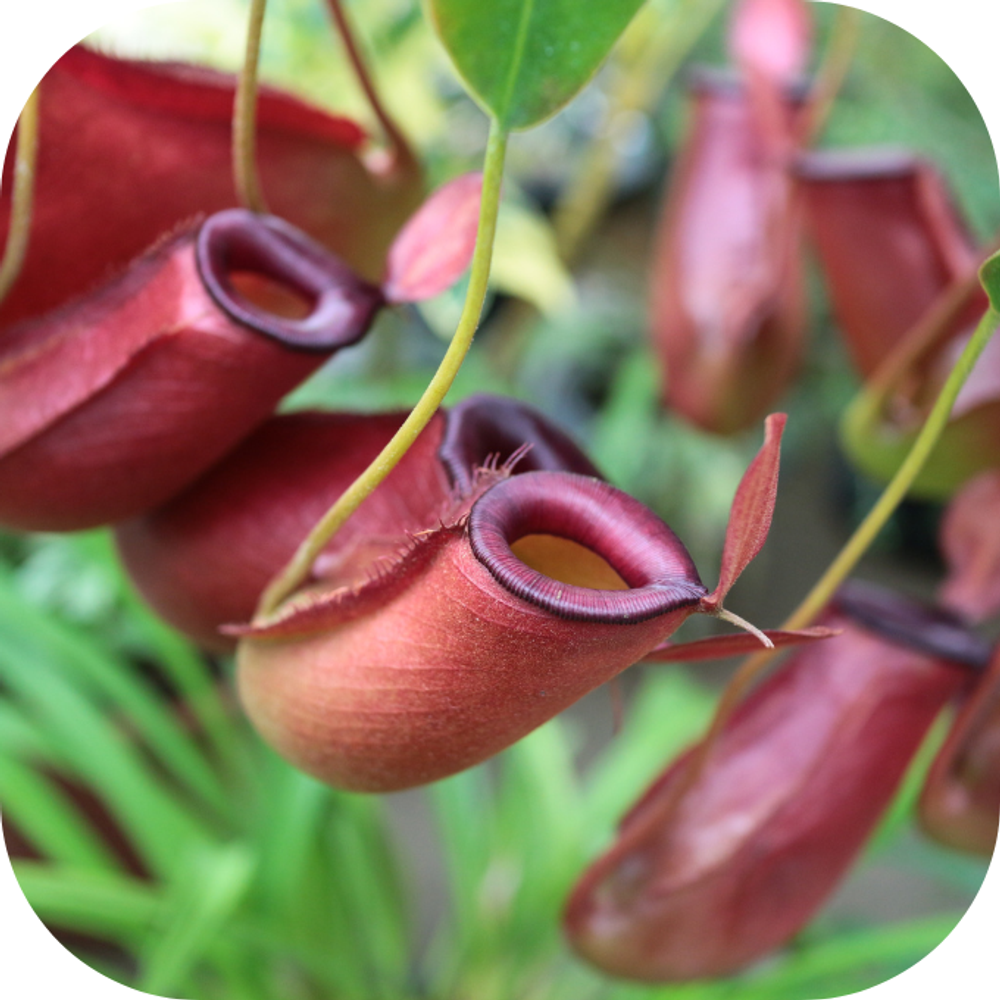 5 loại cây rắn cứ nhìn thấy là sợ, không dám bén mảng bạn nên trồng ngay mùa hè này - Ảnh 1.