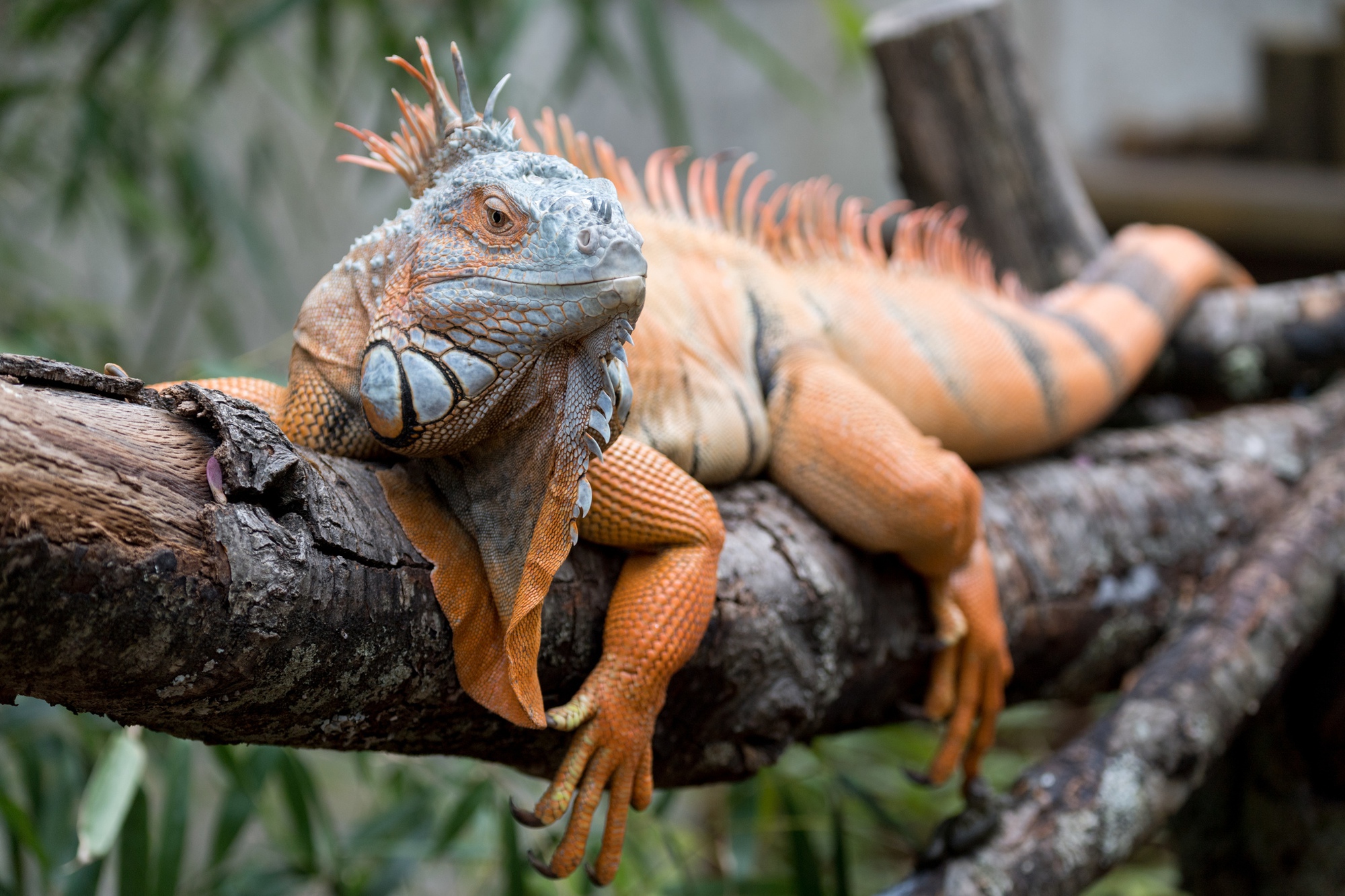 Người dân ở Lâm Đồng tìm thấy sinh vật vẻ ngoài kỳ quái nhưng chỉ ăn rau: Là loài hoang dã nguy cấp - Ảnh 3.