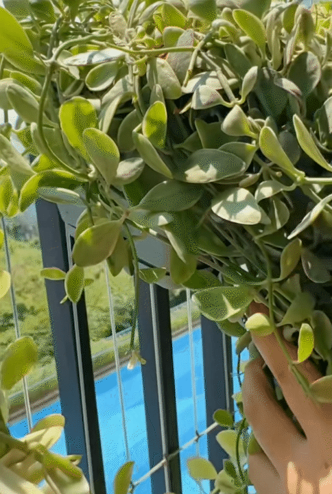 67m² hoàn thiện với 55 triệu: Cặp vợ chồng trẻ ở TP HCM tự làm nội thất, góc ban công xanh mát khiến căn nhà như rộng thêm- Ảnh 7.