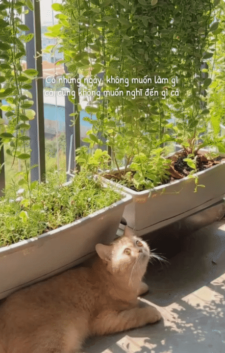 67m² hoàn thiện với 55 triệu: Cặp vợ chồng trẻ ở TP HCM tự làm nội thất, góc ban công xanh mát khiến căn nhà như rộng thêm- Ảnh 11.