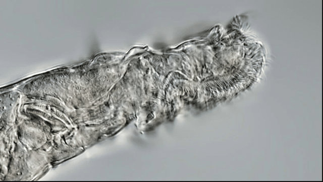 Tin vui bất ngờ: Các nhà khoa học hồi sinh thành công sinh vật 24.000 năm tuổi từ băng vĩnh cửu - Ảnh 3.