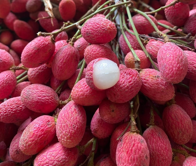 Thứ quả ‘chín đỏ rừng’ từng không ai hái: Nay bỗng thành đặc sản ‘nhà giàu’, giá 125.000 đồng/kg vẫn khó mua  - Ảnh 2.