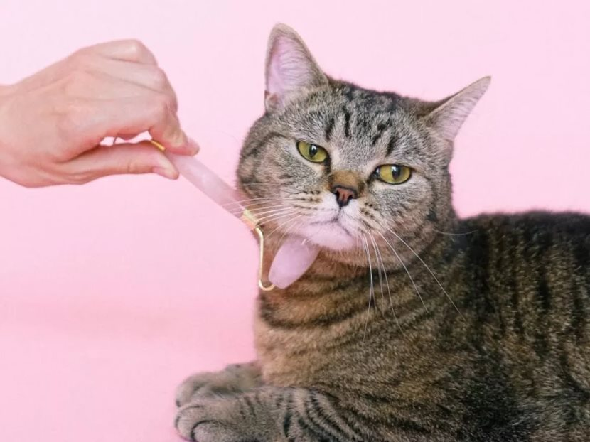 Công nghệ AI trong chăm sóc thú cưng: Xu hướng mới nổi bật năm 2026 - Ảnh 1.