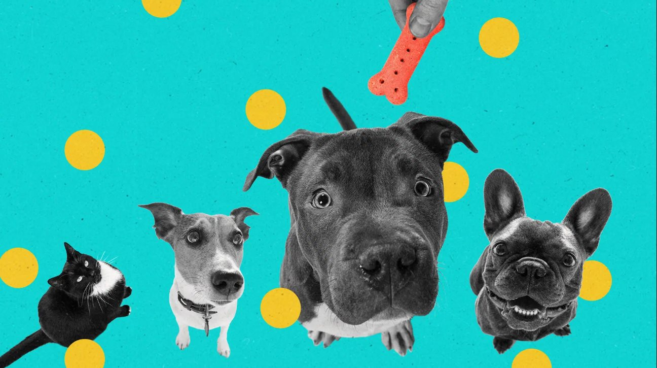 Công nghệ AI trong chăm sóc thú cưng: Xu hướng mới nổi bật năm 2026 - Ảnh 2.