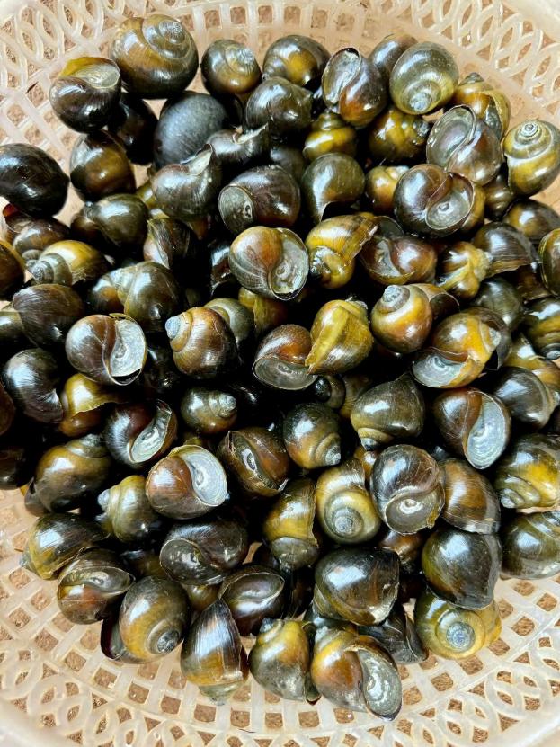 Từ tư duy marketing đến giấc mơ nuôi ốc khác biệt - Ảnh 2. Từ tư duy marketing đến giấc mơ nuôi ốc khác biệt - Ảnh 2.