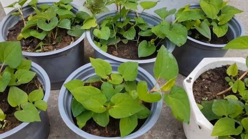 3 loại rau nên trồng trong nhà: Có 1 cũng tốt đủ đường - Ảnh 1.