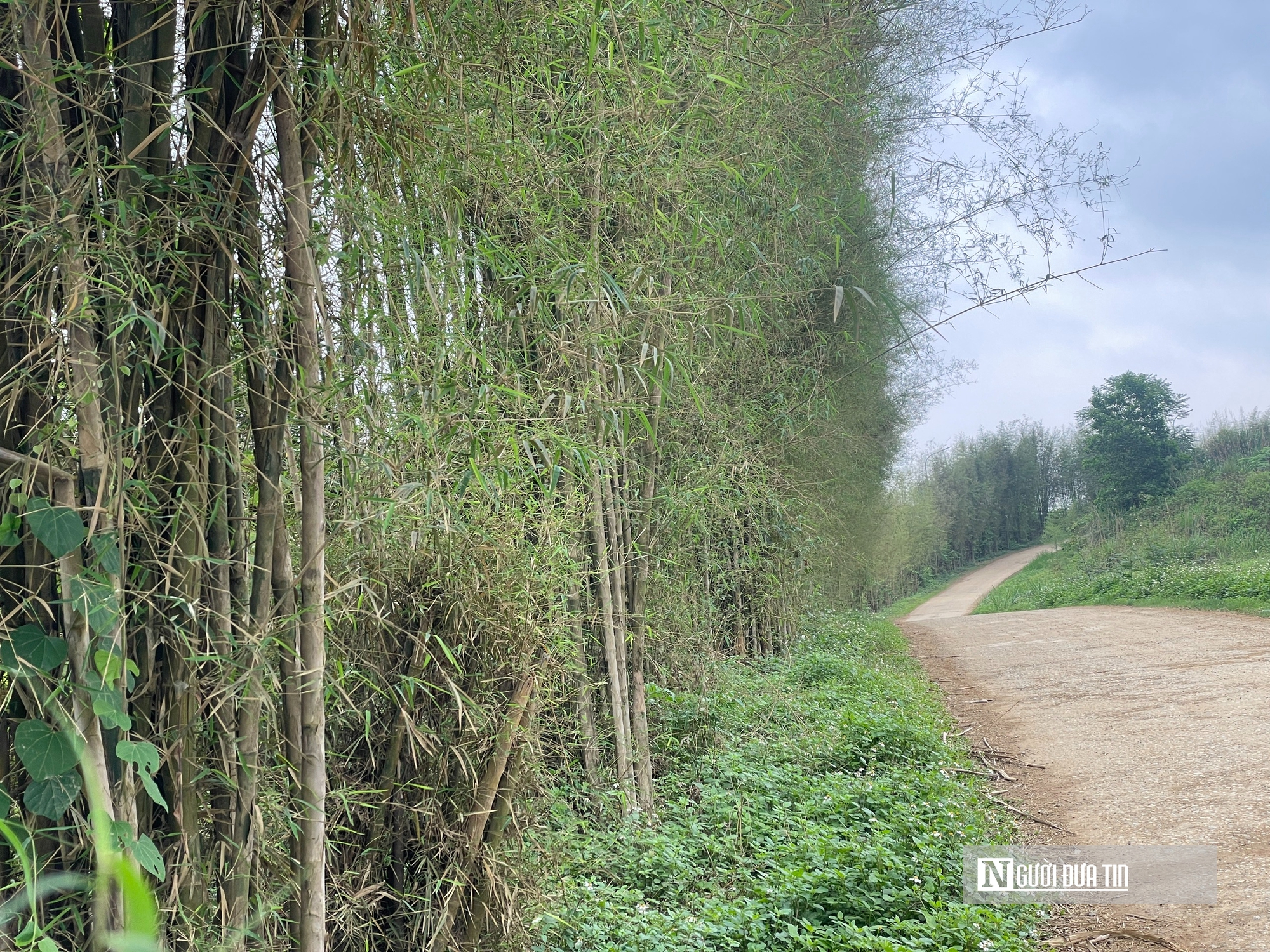 Số phận "bảy nổi, ba chìm" của Công viên sinh thái tre luồng hơn 300 tỷ- Ảnh 4. Số phận "bảy nổi, ba chìm" của Công viên sinh thái tre luồng hơn 300 tỷ- Ảnh 4.