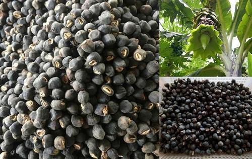Loại quả 'tuyệt tự' mọc lẻ loi giữa rừng sâu: Giá 120.000đ/kg vẫn không có mà mua, quý hơn cả dược liệu  - Ảnh 2.