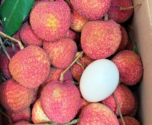 Loại vải to như quả trứng gà, giá 400.000 đồng/kg vẫn không có hàng để ăn tại Thanh Hà
- Ảnh 2.