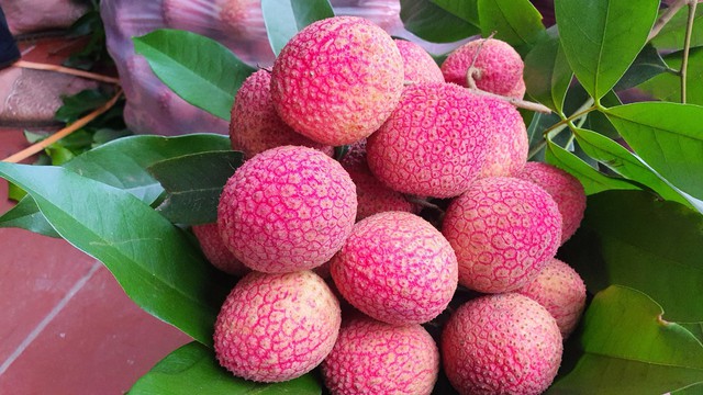 Loại vải to như quả trứng gà, giá 400.000 đồng/kg vẫn không có hàng để ăn tại Thanh Hà
- Ảnh 1.