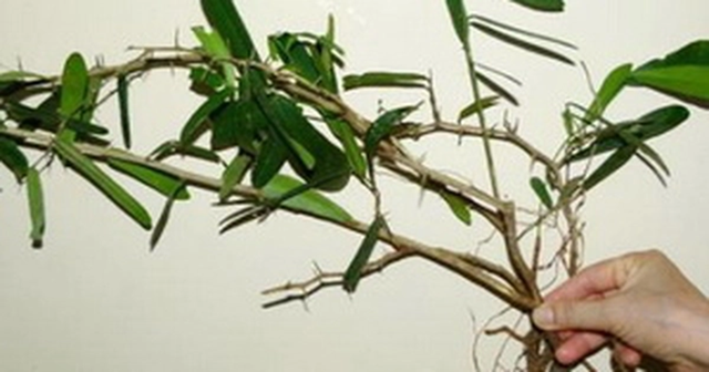 Ngỡ là cây dại ven đường, ai ngờ phần rễ bán tới 10 triệu/kg, vẫn có người mua - Ảnh 1.