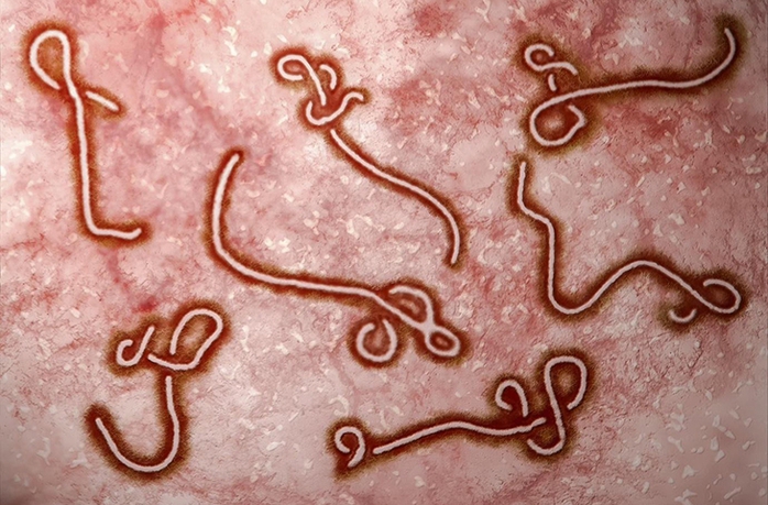 WHO nâng mức cảnh báo dịch Ebola lên khẩn cấp, Bộ Y tế lên tiếng - Ảnh 1.