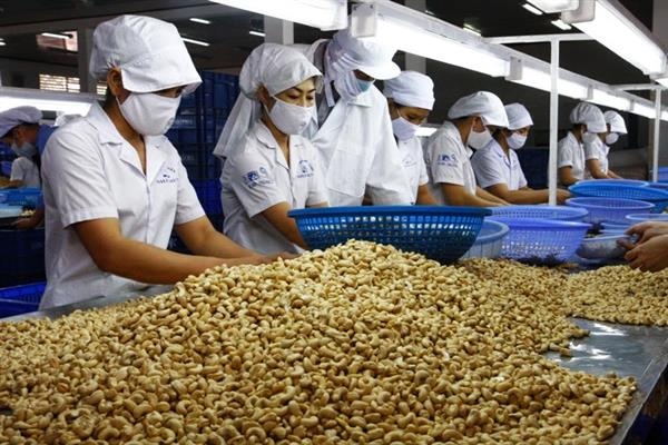 Không phải gạo hay cà phê: Loại hạt tỷ USD giúp Việt Nam giữ ngôi số 1 thế giới suốt 19 năm- Ảnh 2. Không phải gạo hay cà phê: Loại hạt tỷ USD giúp Việt Nam giữ ngôi số 1 thế giới suốt 19 năm- Ảnh 2.