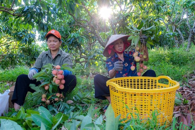 Gần 5.000 tấn vải thiều Việt chuẩn bị xuất khẩu sang Trung Quốc: Doanh nghiệp láng giềng tăng tốc gom hàng
- Ảnh 2. Gần 5.000 tấn vải thiều Việt chuẩn bị xuất khẩu sang Trung Quốc: Doanh nghiệp láng giềng tăng tốc gom hàng
- Ảnh 2.