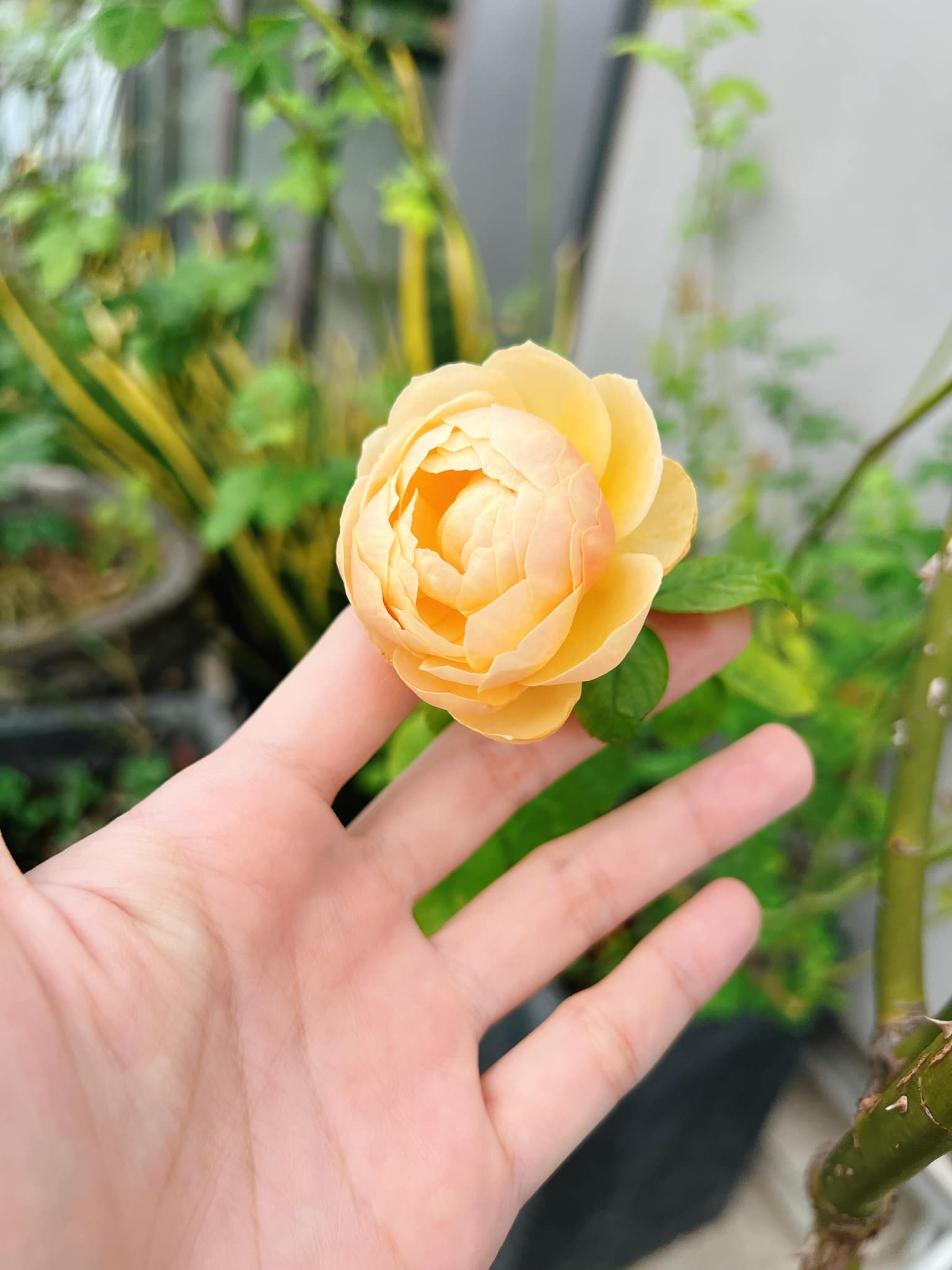 Mỹ phân Phí Phông - Diệp Bảo Ngọc: Làm chủ 3 công ty, sống trong nhà phố 100m2, sân thượng trồng gì mà lúc nào cũng trĩu quả? - Ảnh 16.