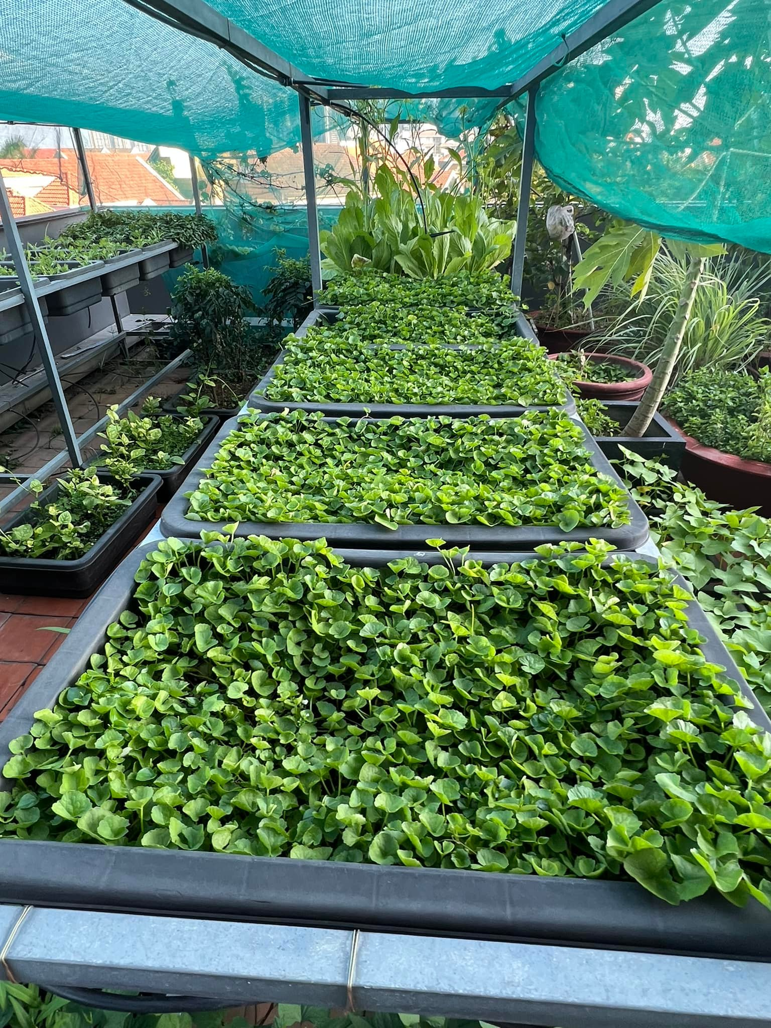 Mỹ phân Phí Phông - Diệp Bảo Ngọc: Làm chủ 3 công ty, sống trong nhà phố 100m2, sân thượng trồng gì mà lúc nào cũng trĩu quả? - Ảnh 5.