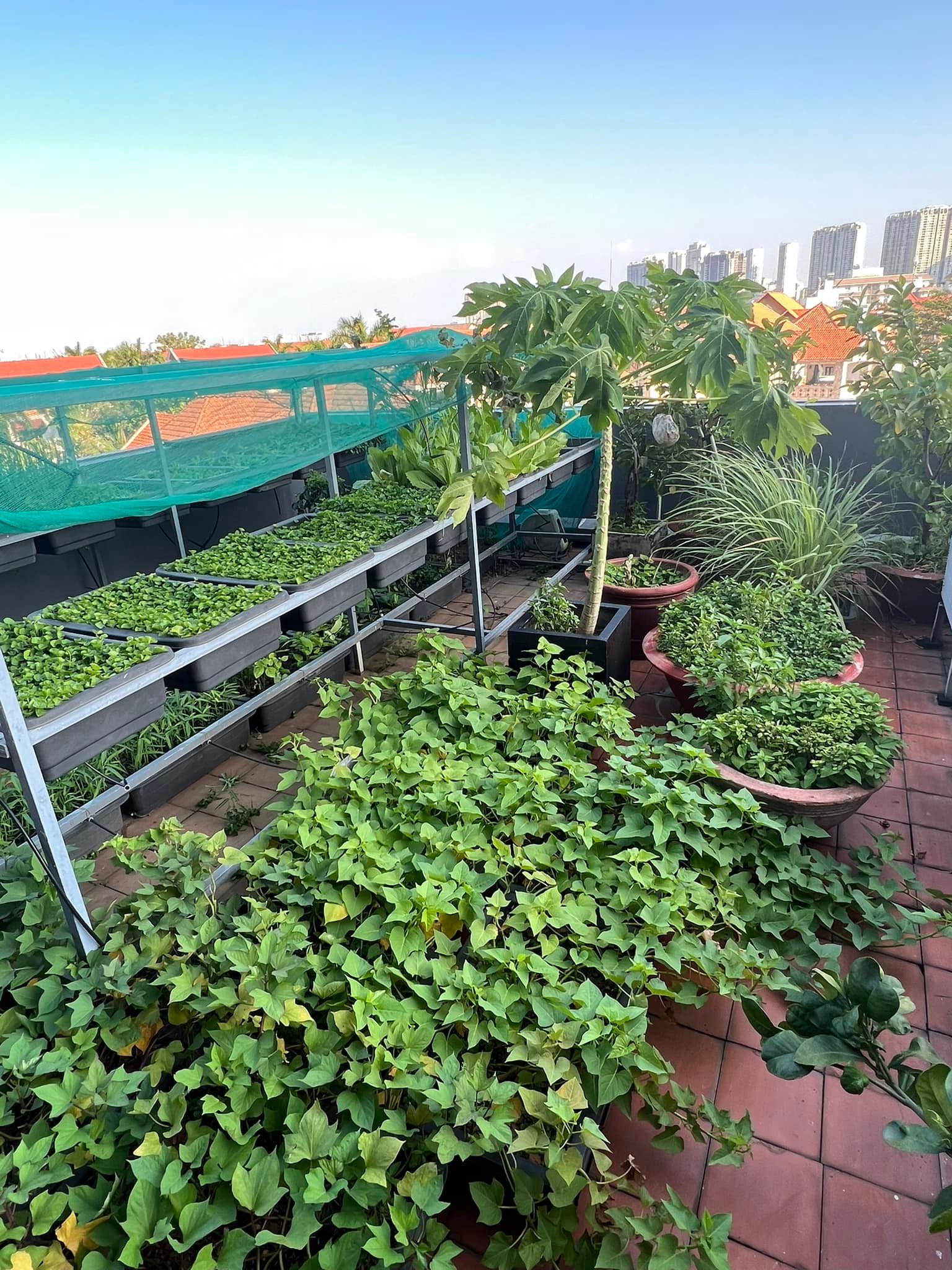 Mỹ phân Phí Phông - Diệp Bảo Ngọc: Làm chủ 3 công ty, sống trong nhà phố 100m2, sân thượng trồng gì mà lúc nào cũng trĩu quả? - Ảnh 6.
